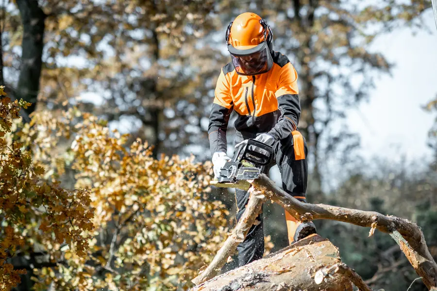 Essential Tree Care Tips For Long-term Health Paso Robles, CA Essential Tree Care Tips For Long-term Health Paso Robles, CA