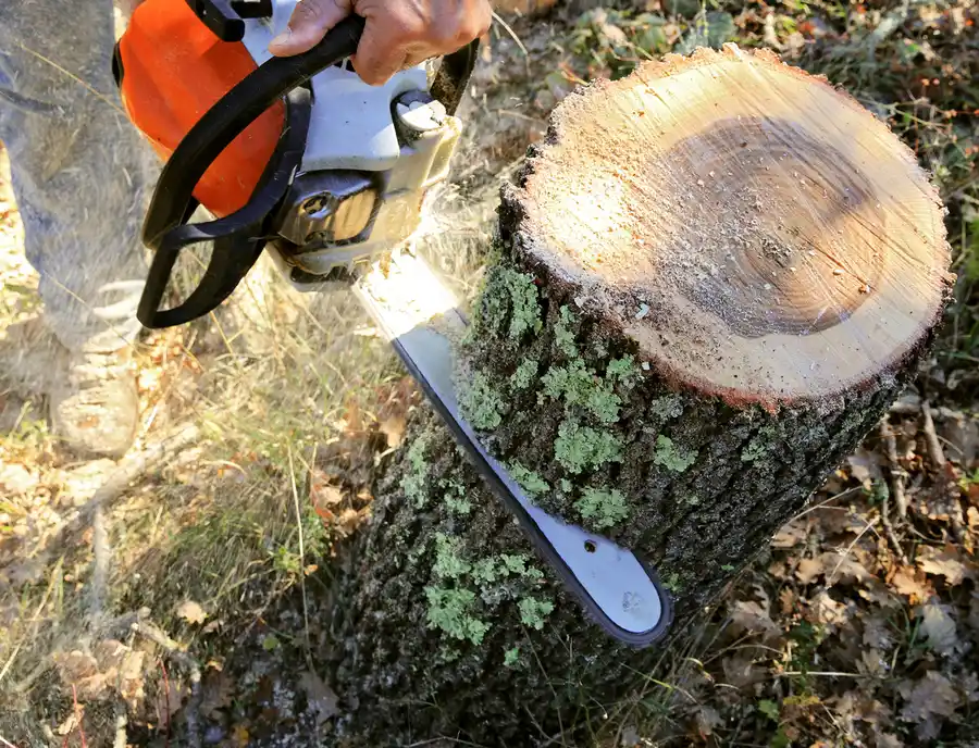 Essential Tree Care Tips For Long-term Health in Paso Robles, CA Essential Tree Care Tips For Long-term Health in Paso Robles, CA