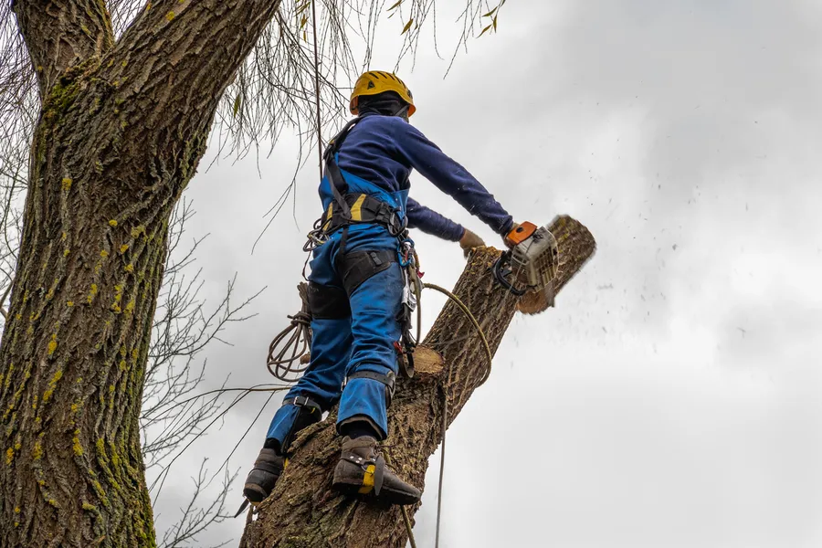 Expert Tree Cutting Paso Robles, CA Expert Tree Cutting Paso Robles, CA
