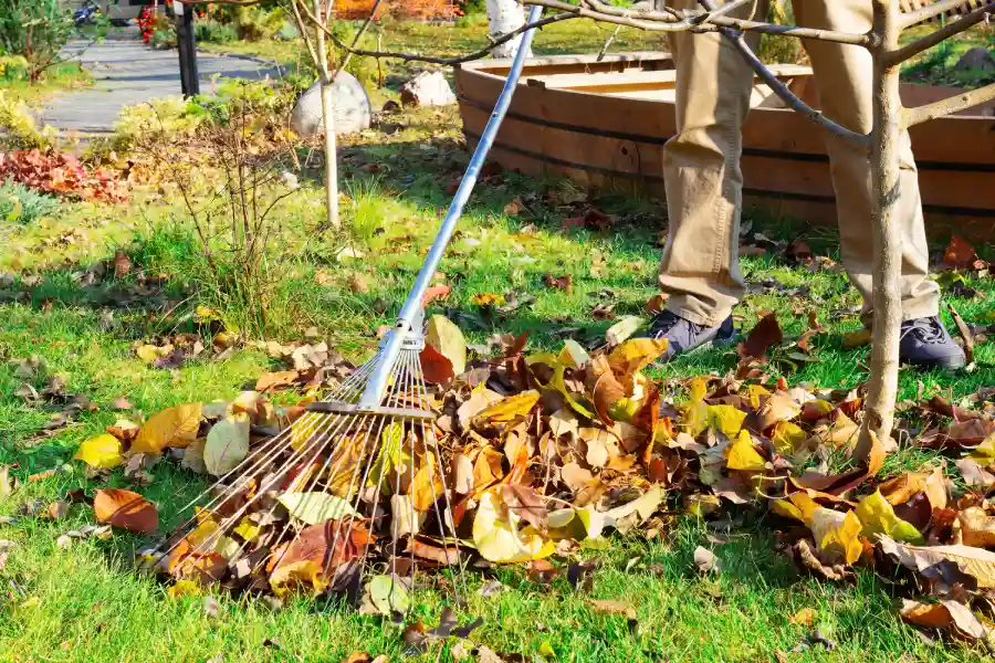 How Yard Maintenance Helps Prevent Lawn Disease And Pests in Paso Robles, CA How Yard Maintenance Helps Prevent Lawn Disease And Pests in Paso Robles, CA
