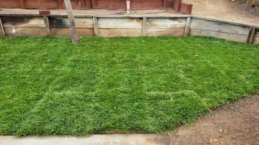 Yard Maintenance
