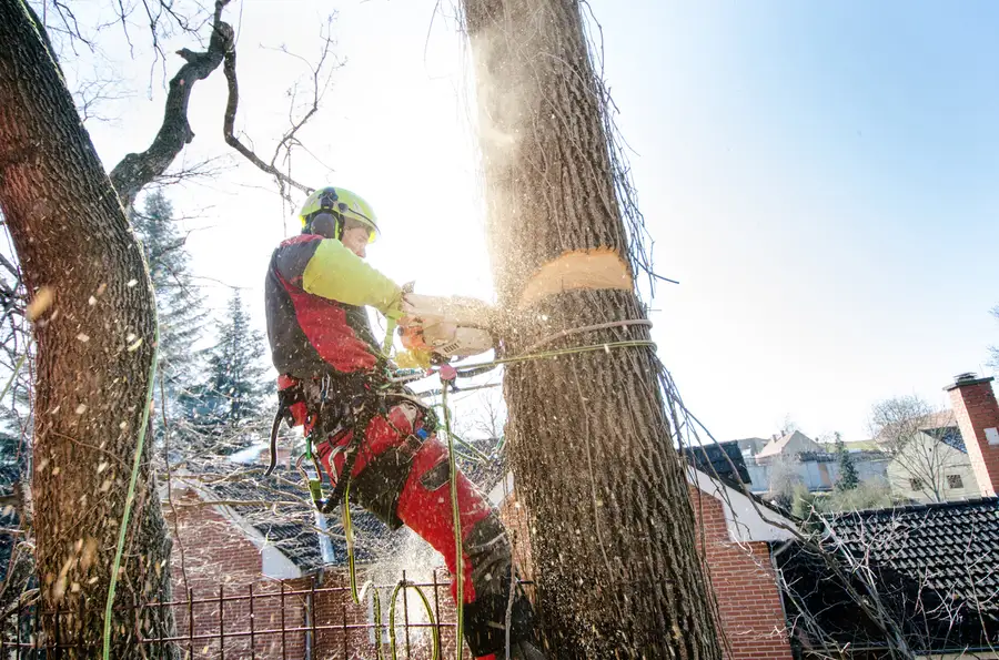 Local Tree Cutting Paso Robles, CA Local Tree Cutting Paso Robles, CA