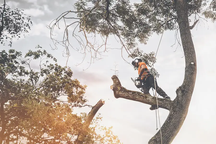 Premium Tree Cutting Paso Robles, CA Premium Tree Cutting Paso Robles, CA