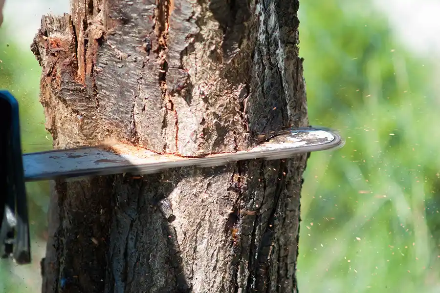 Tree Cutting